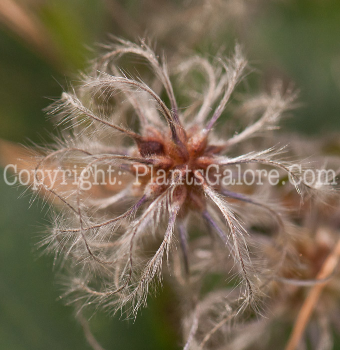 PGC-V-Clematis-heracleifolia-seed-5