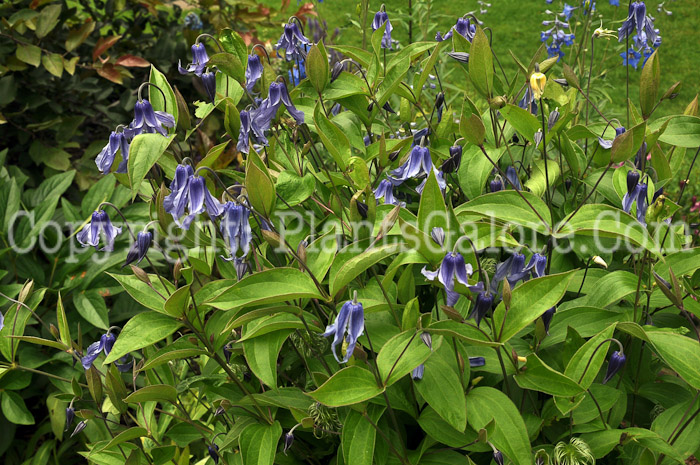 PGC-V-Clematis-integrifolia-Lake-Baikal-2010-1