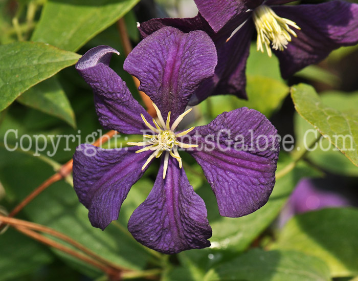 PGC-V-Clematis-Jackmaii-05-12-1