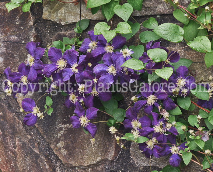 PGC-V-Clematis-Jackmanii-07-2012-1