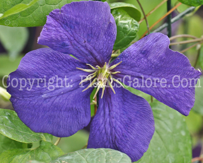 PGC-V-Clematis-Jackmanii-Superba-05-2012-1