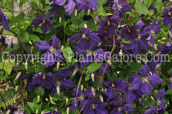 PGC-V-Clematis-jackmanii-5x-2010-1