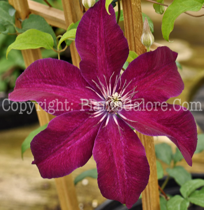 PGC-V-Clematis-kivihu-Huvi-2010-04