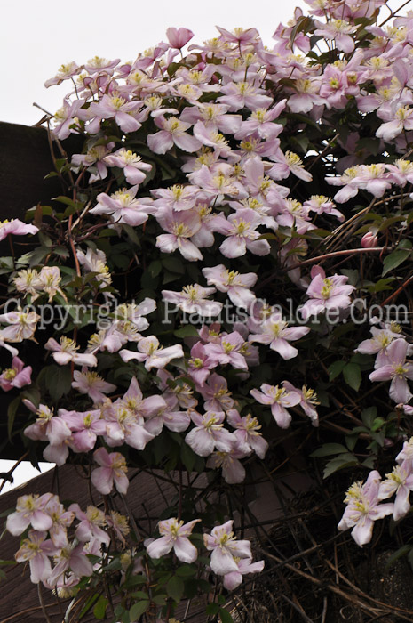 PGC-V-Clematis-montana-2010-1