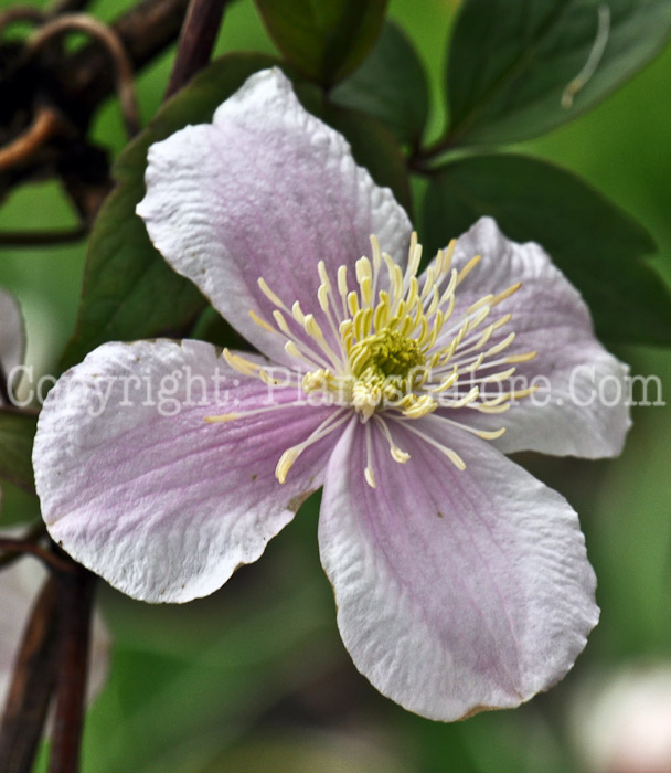 PGC-V-Clematis-montana-2010-2