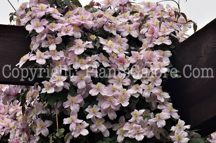 PGC-V-Clematis-montana-2011-02