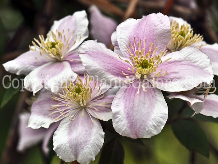 PGC-V-Clematis-montana-2011-04