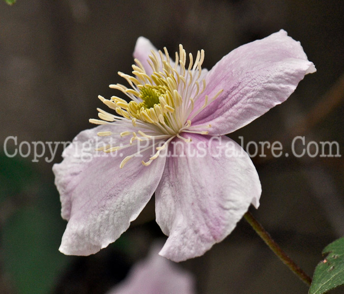 PGC-V-Clematis-montana-2011-05