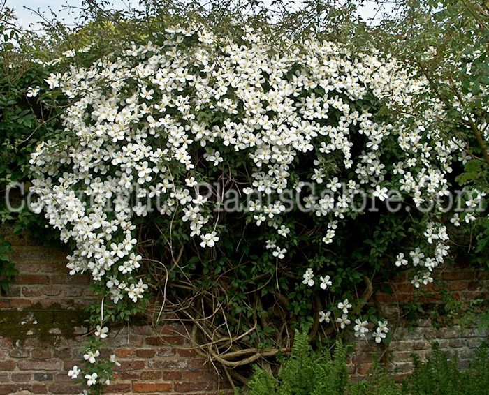 PGC-V-Clematis-montana-sissinghurst-1