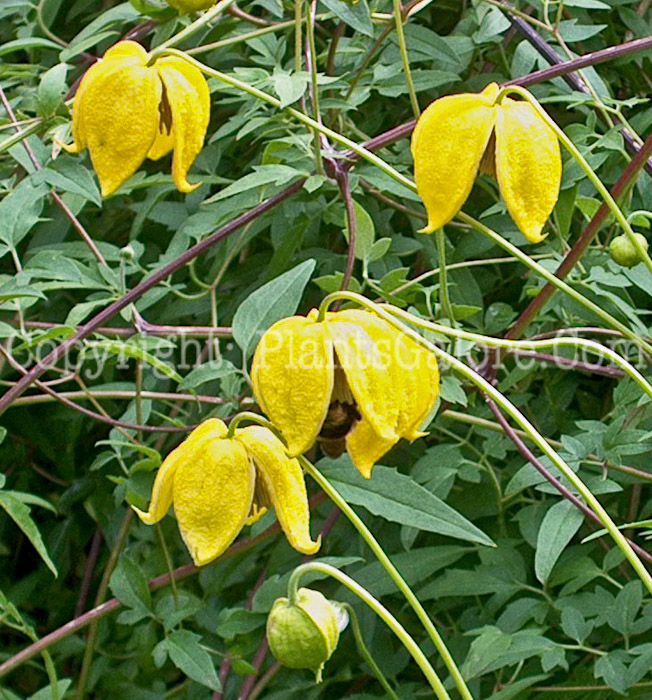 PGC-V-Clematis-tanguitica-Lamdon-Park-2010-03