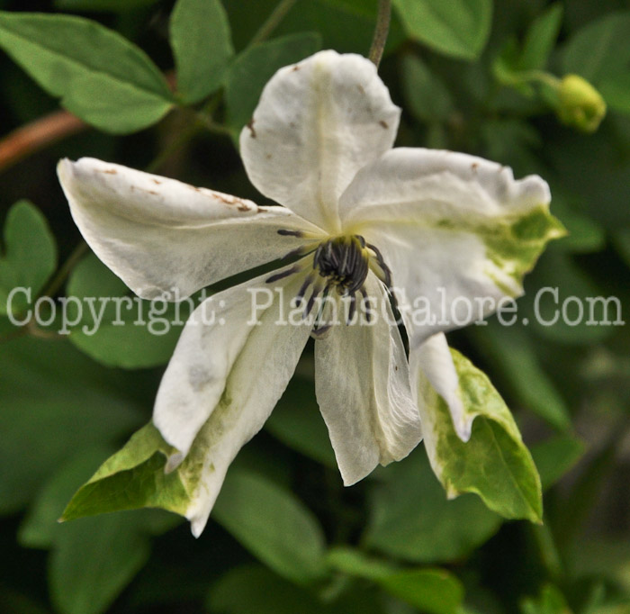 PGC-V-Clematis-viticella-Alba-Luxurians-2010-1