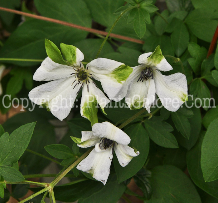 PGC-V-Clematis-viticella-Alba-Luxurians-2010-4