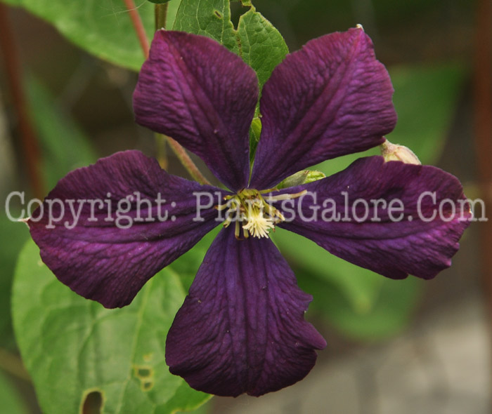 PGC-V-Clematis-viticella-Etoile-Violette-2010-1