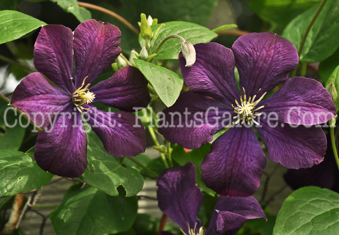 PGC-V-Clematis-viticella-Etoile-Violette-2010-2