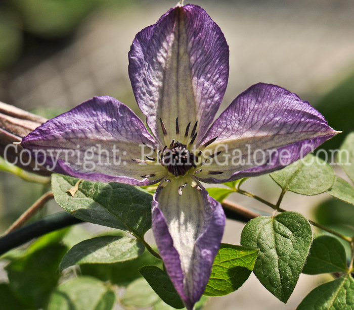 PGC-V-Clematis-viticella-Venosa-Violacea-2010-1