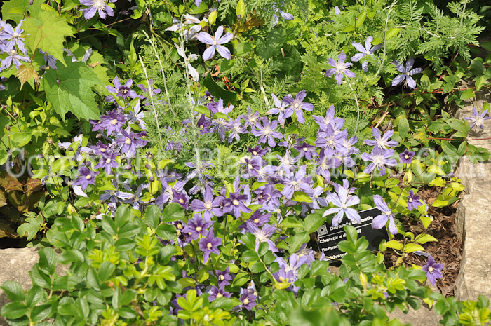 PGC-V-Clematis-x-durandii-01