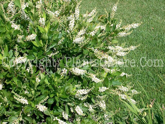 PGC-S-Clethra-alnifolia-aka-Summersweet-1