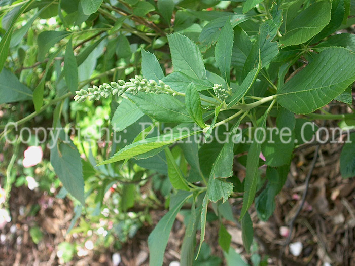 PGC-S-Clethra-alnifolia-aka-Summersweet-2