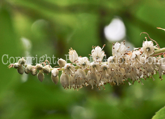 PGC-S-Clethra-barbinervis-aka-Summersweet-1