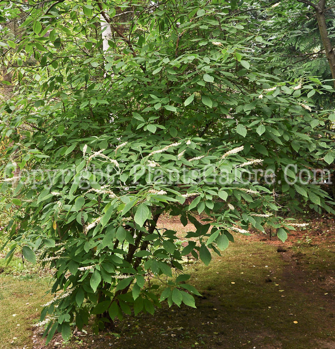 PGC-S-Clethra-barbinervis-aka-Summersweet-2