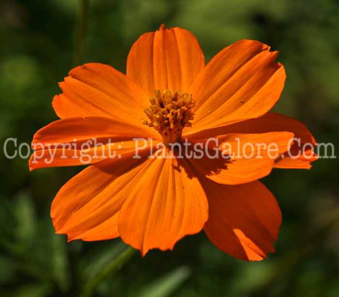 PGC-A-Cosmos-sulphureus-2010-k001