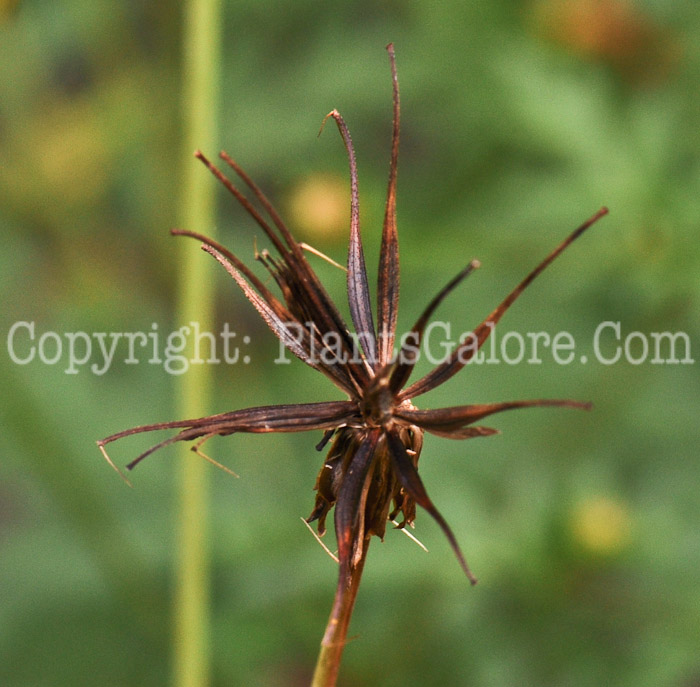 PGC-A-Cosmos-sulphureus-2010-k008