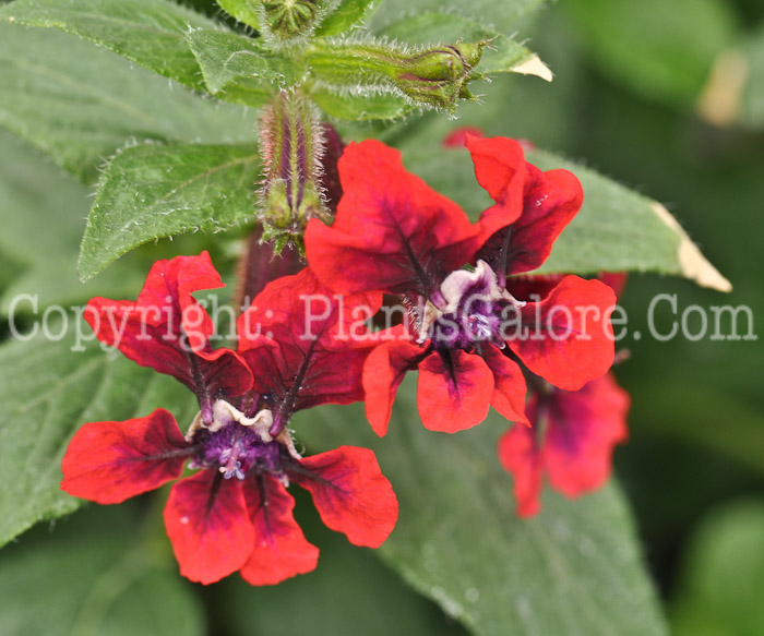 PGC-A-Cuphea-flavea-Purple-Red-1