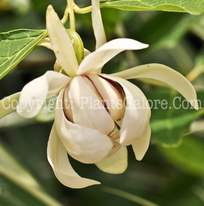 PGC-S-Calycanthus-Venus-aka-Venus-Sweetshrub-2