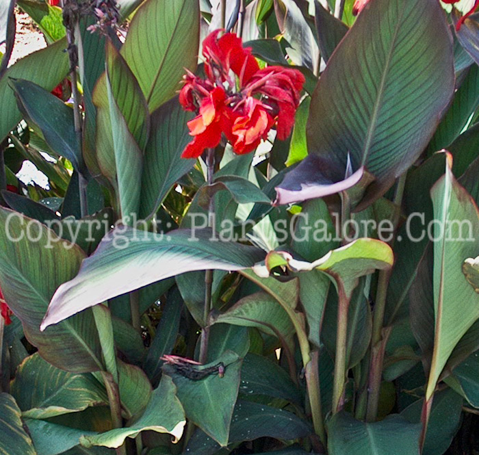 PGC-B-Canna-Ambassador-2010-002