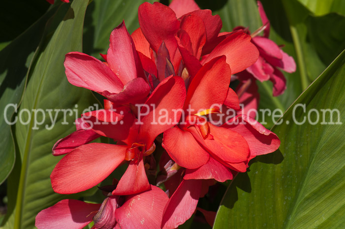 PGC-B-Canna-Cannova-Red-Shades-0714-1