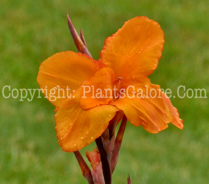 PGC-B-Canna-Mohawk-08-2012-1