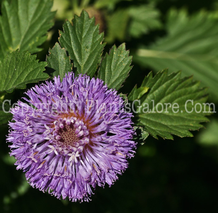 PGC-A-Centratherum-aka-Brazilian-Buttonflower-1