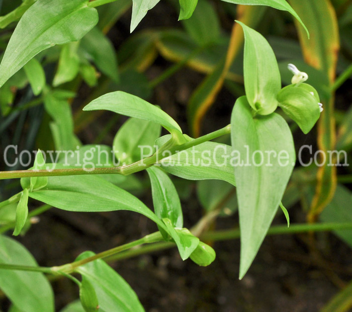 PGC-A-Commelina-communis-aka-Common-Dayflower-1