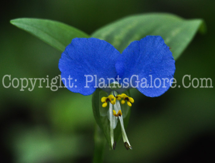 PGC-A-Commelina-communis-aka-Common-Dayflower-2