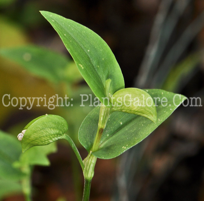 PGC-A-Commelina-communis-aka-Common-Dayflower-3