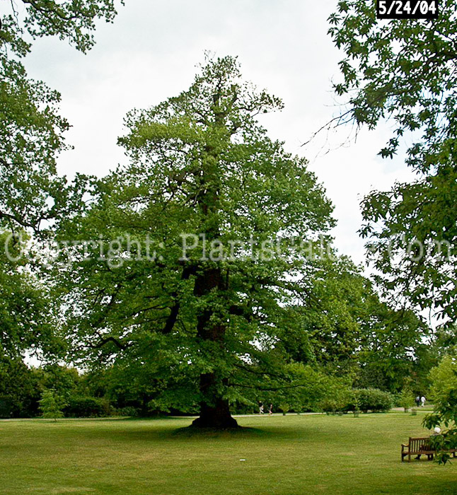 PGC-S-Cotinus-obovatus-aka-American-Smoketree-1