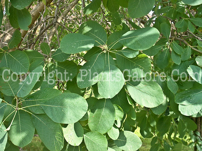 PGC-S-Cotinus-obovatus-aka-American-Smoketree-2