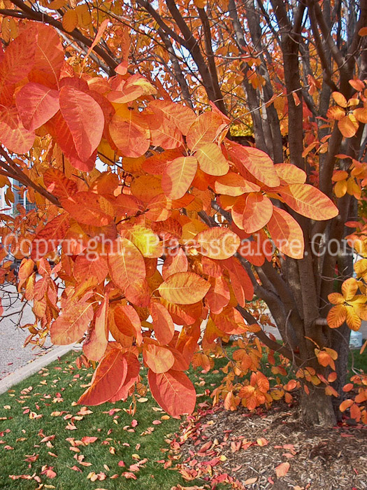 PGC-S-Cotinus-obovatus-aka-American-Smoketree-3