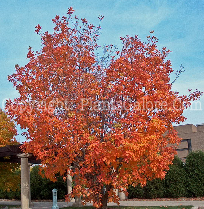 PGC-S-Cotinus-obovatus-aka-American-Smoketree-5