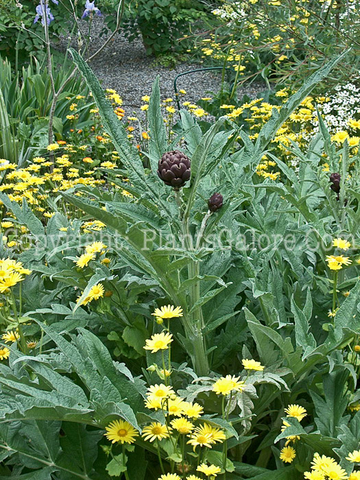 PGC-P-Cynara-scolymus-aka-Artichoke-6