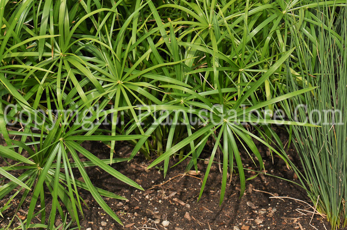 PGC-G-Cyperus-Baby-Tut-2010-07