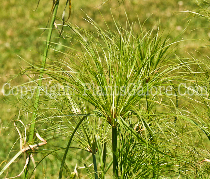 PGC-G-Cyperus-Baby-Tut-2010-09