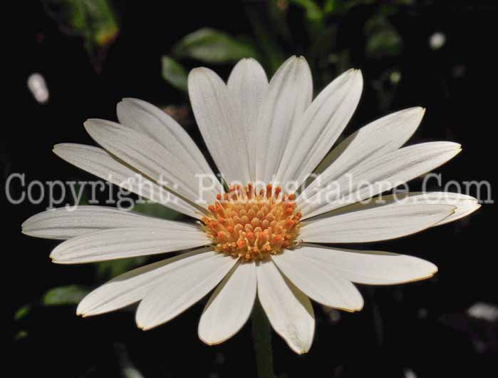 PGC-A-Delospermum-White-Lightening-1