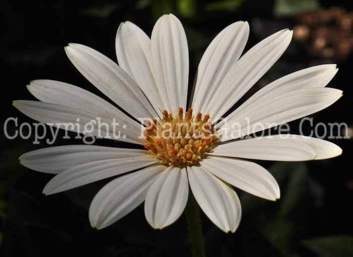 PGC-A-Delospermum-White-Lightening-3