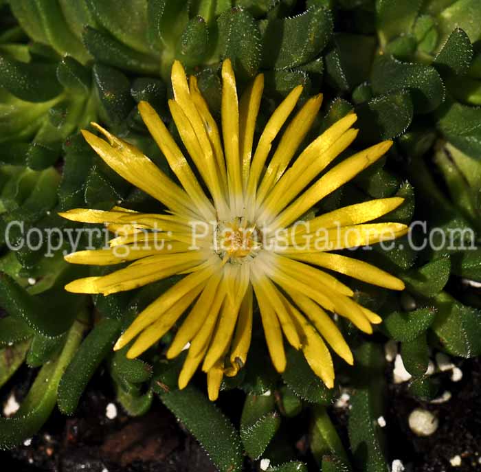 PGC-P-Delosperma-Gold-Nugget-2010-m001