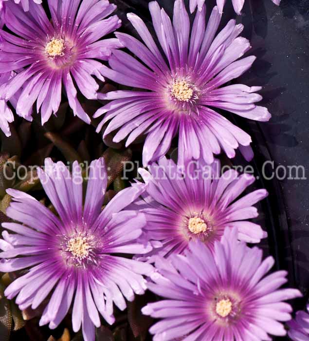 PGC-P-Delosperma-Lavender-0514e2-1