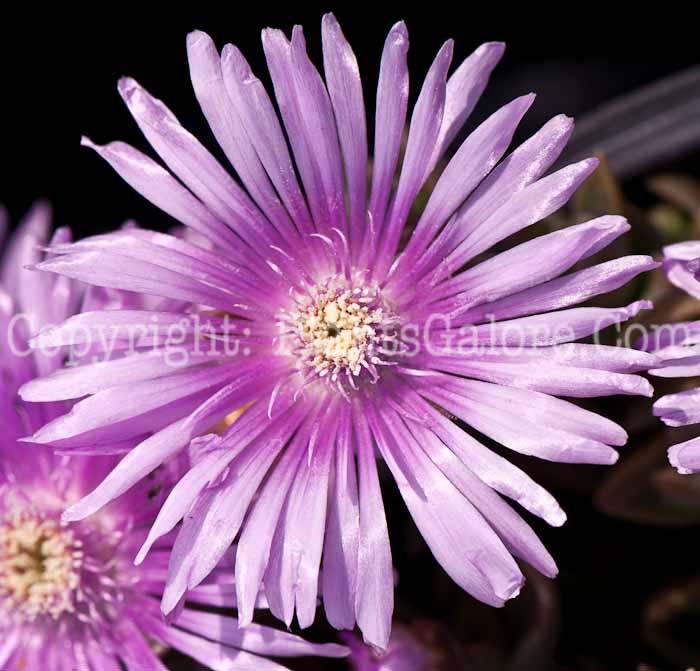 PGC-P-Delosperma-Lavender-0514e2-2