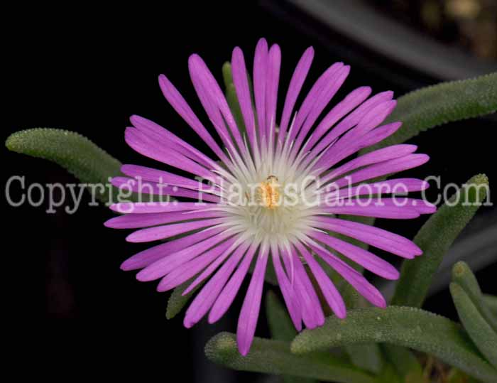 PGC-P-Delosperma-Starburst-03-2012-2