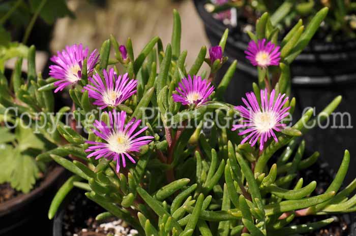 PGC-P-Delosperma-Table-Mountain-2010-m001