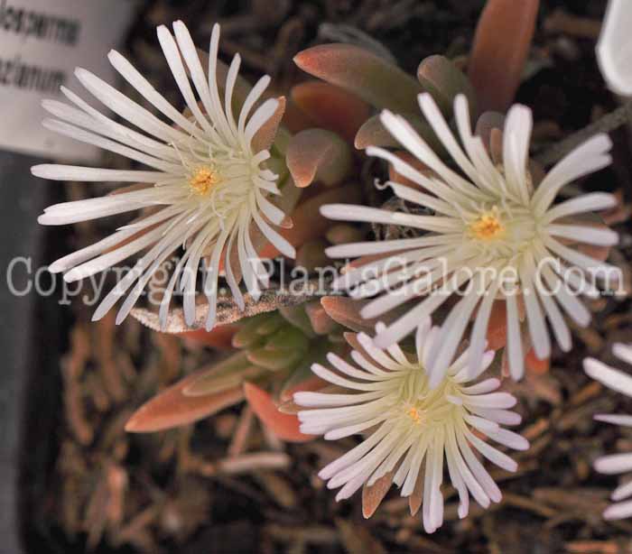 PGC-P-Delosperma-harazianum-2010-m001